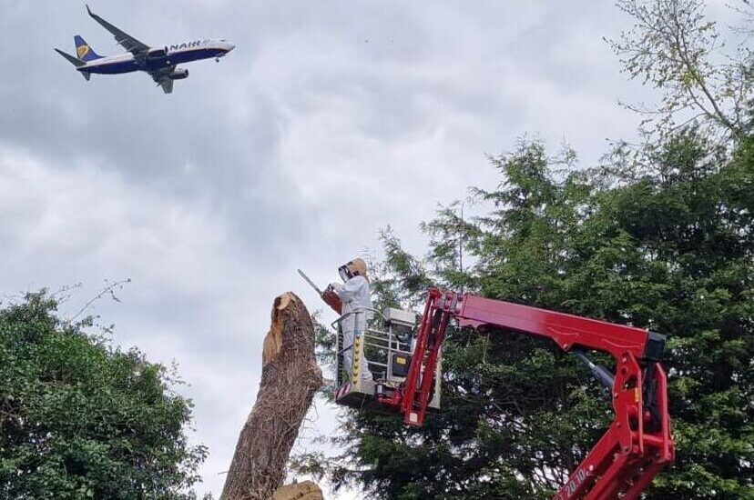 Plane Flying over arborist in bee suit felling a tree in a MEWP, tree services near me, tree care near me, tree surgeons in Nottingham, tree surgeons,tree work, tree removal, tree surgeon near me,tree services, tree removal, tree service near me,tree trimmers near me, tree care services,tree experts near me,