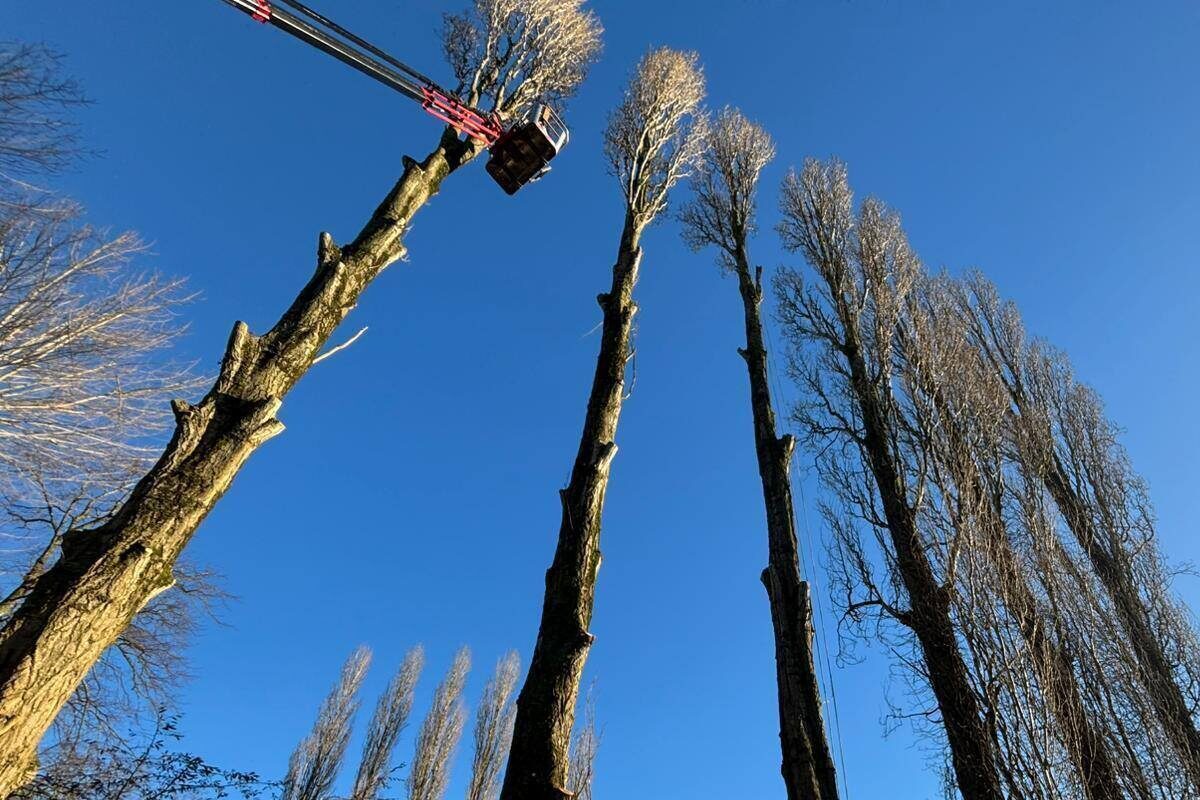 tree work, arborist, tree surgeon, tree surgery, MEWP, Tree, Tree felling, Tree dismantle, Crown thinning, Crown lifting, Stump grinding, Chipper, tree services near me, tree care near me, tree surgeons in Nottingham, tree surgeons,tree work, tree removal, tree surgeon near me,tree services, tree removal, tree service near me,tree trimmers near me, tree care services,tree experts near me,